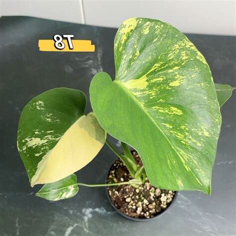 龜背芋 黃